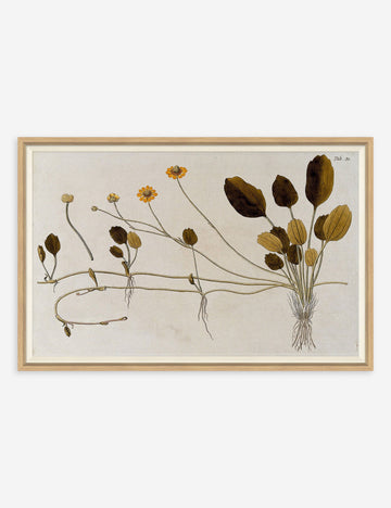 Flowering Plants II Wall Art by Franz Anton Von Scheidl, Default Title