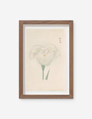 Vintage Japanese Iris No. 11 Wall Art by Miyoshi Manabu