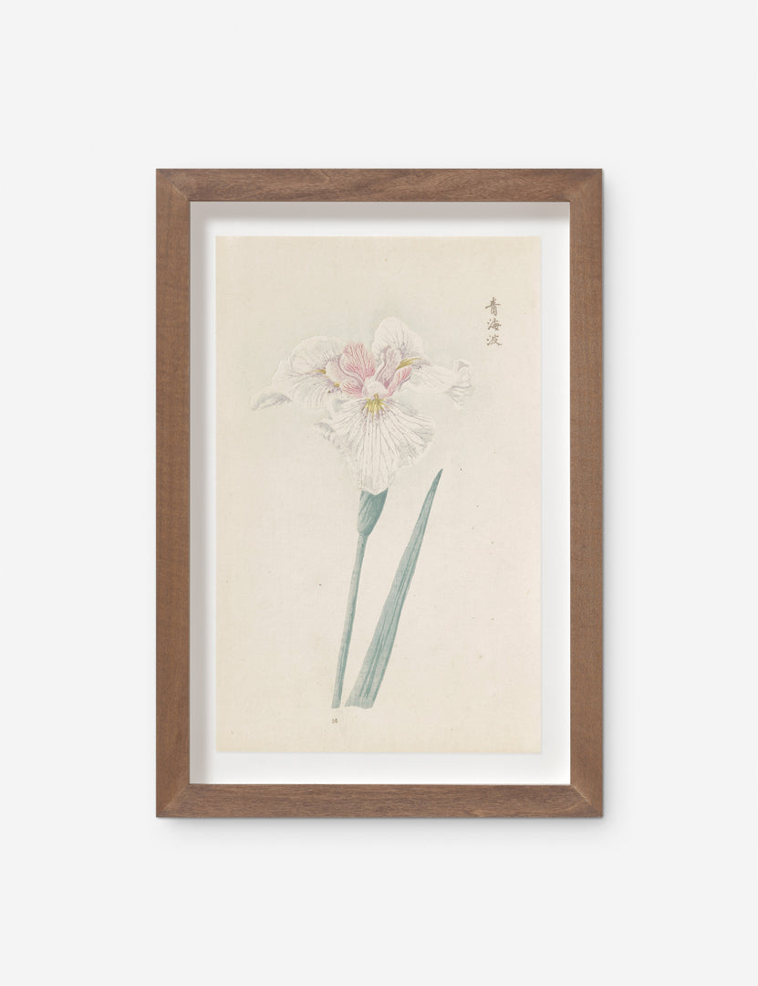 Vintage Japanese Iris No. 36 Wall Art by Miyoshi Manabu