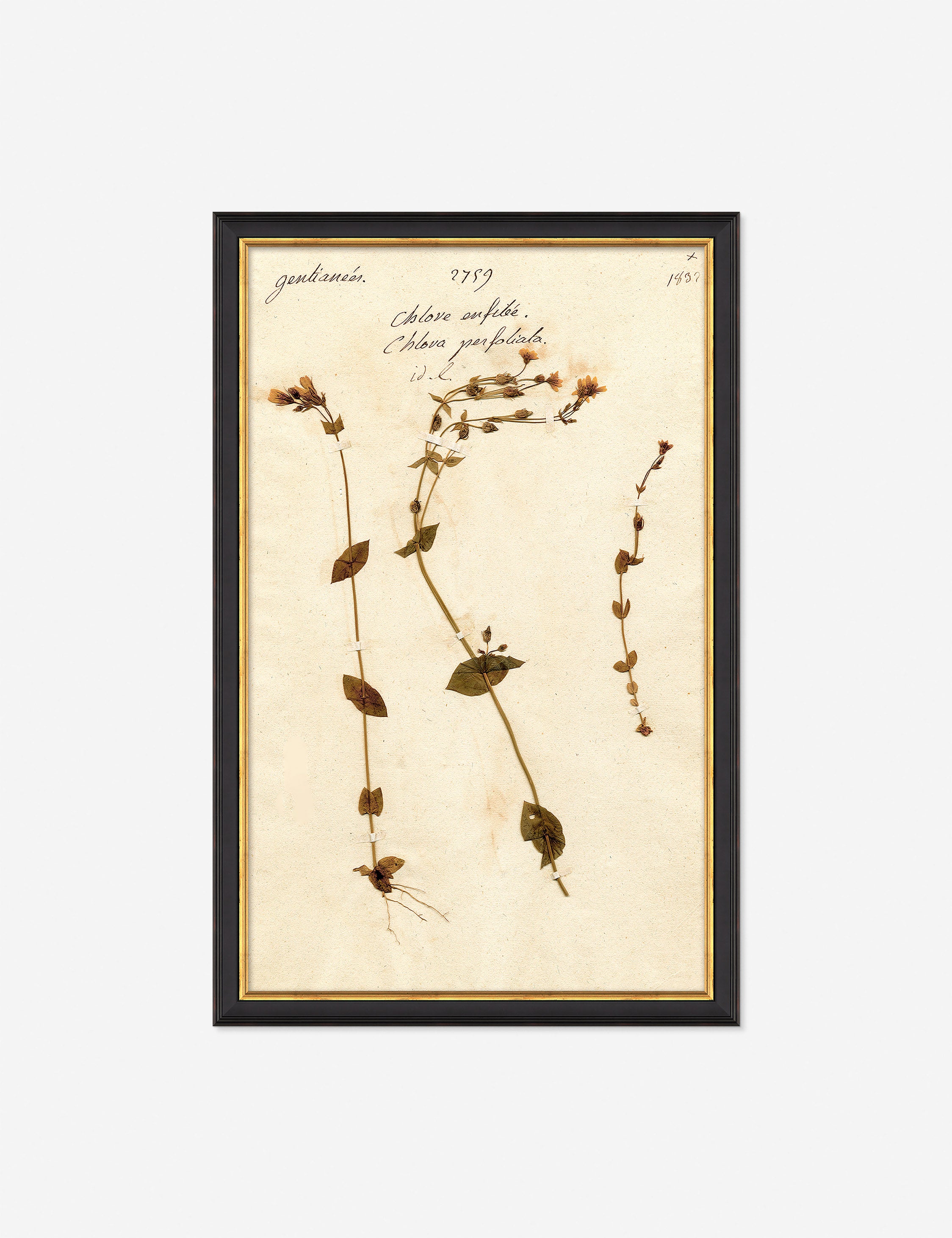 Herbarium A Wall Art