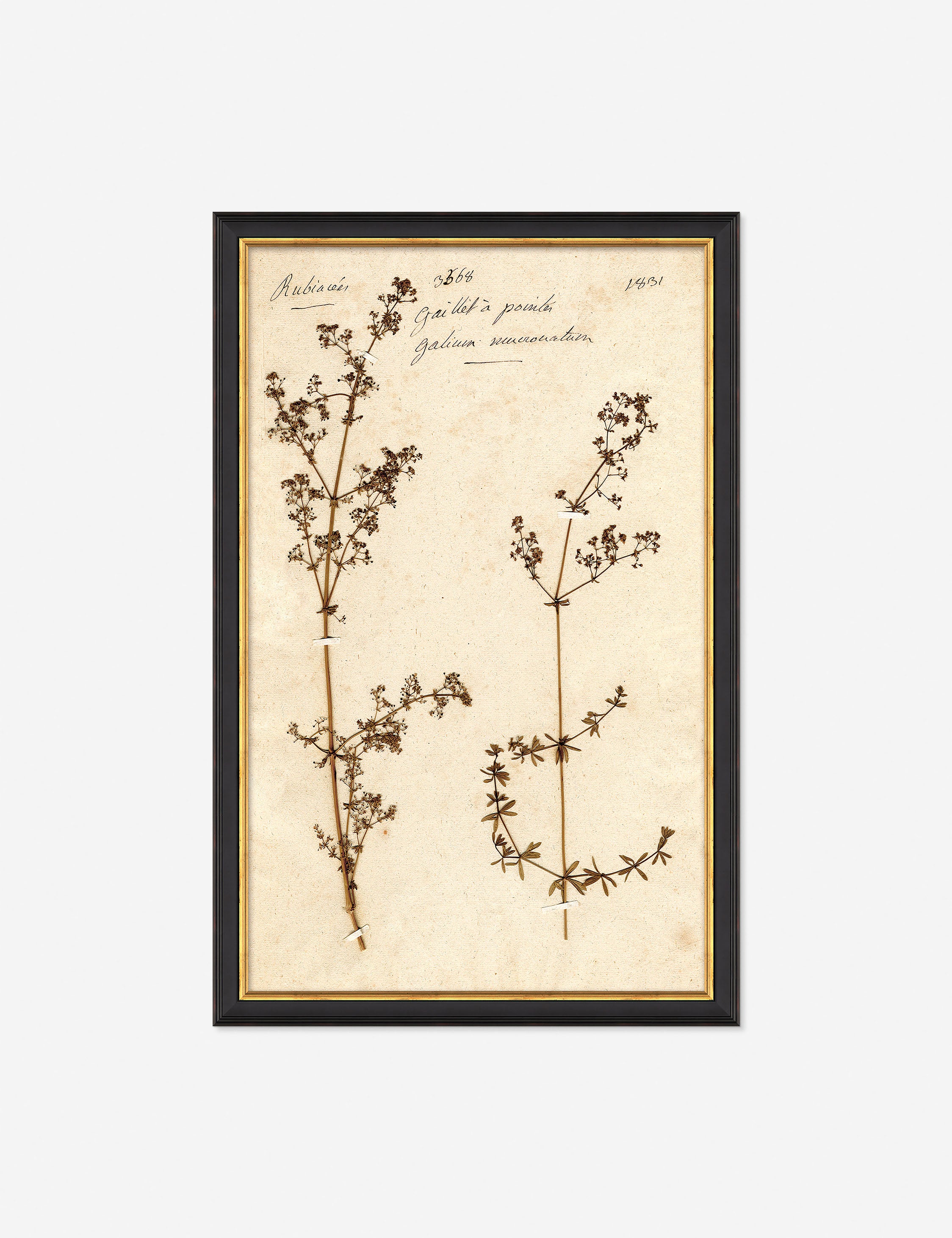 Herbarium E Wall Art - Thumbnail 3