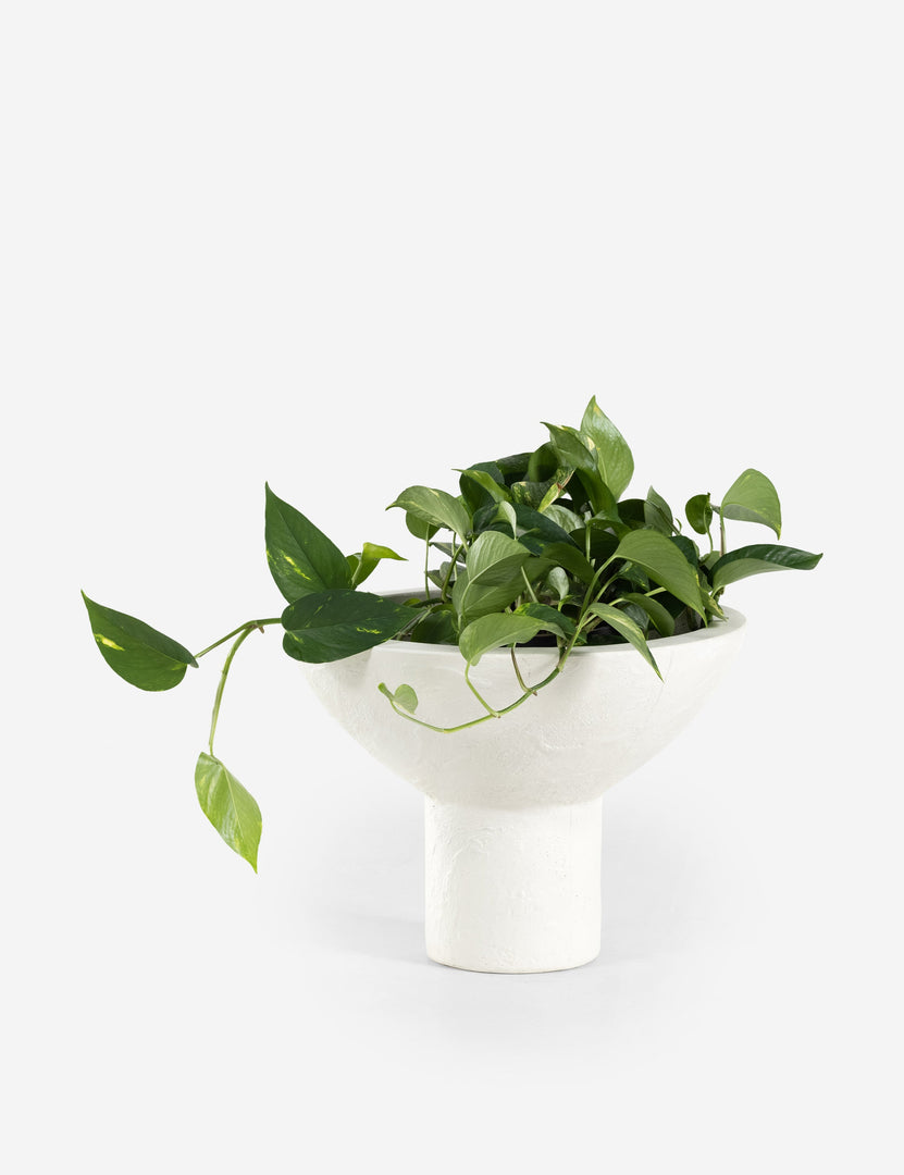 Elysia Indoor / Outdoor Planter Pot (Set of 2)