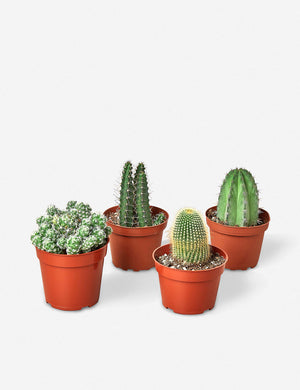 Live Cacti Plants (Set of 4), 4