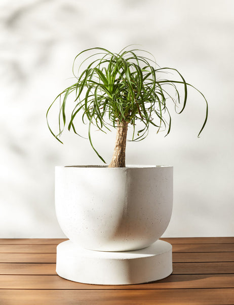 #size::small | Dreama white Indoor and Outdoor Planter with a plant inside