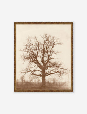 Oak Tree Print that features the silhouette of a bare tree on a faded horizon by William Henry Fox Talbot