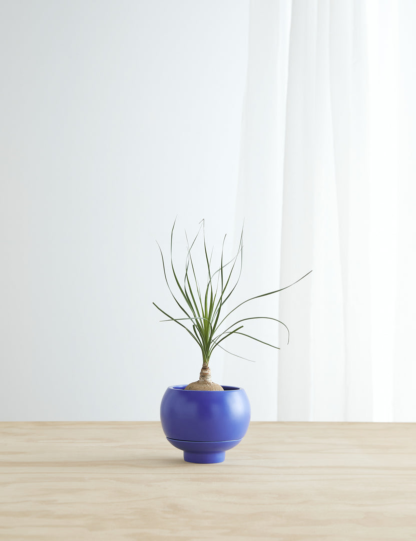 #color::cobalt | Sutton Ceramic Self-Watering Planter by Greenery Unlimited in cobalt blue sits on a wooden table with a plant inside of it