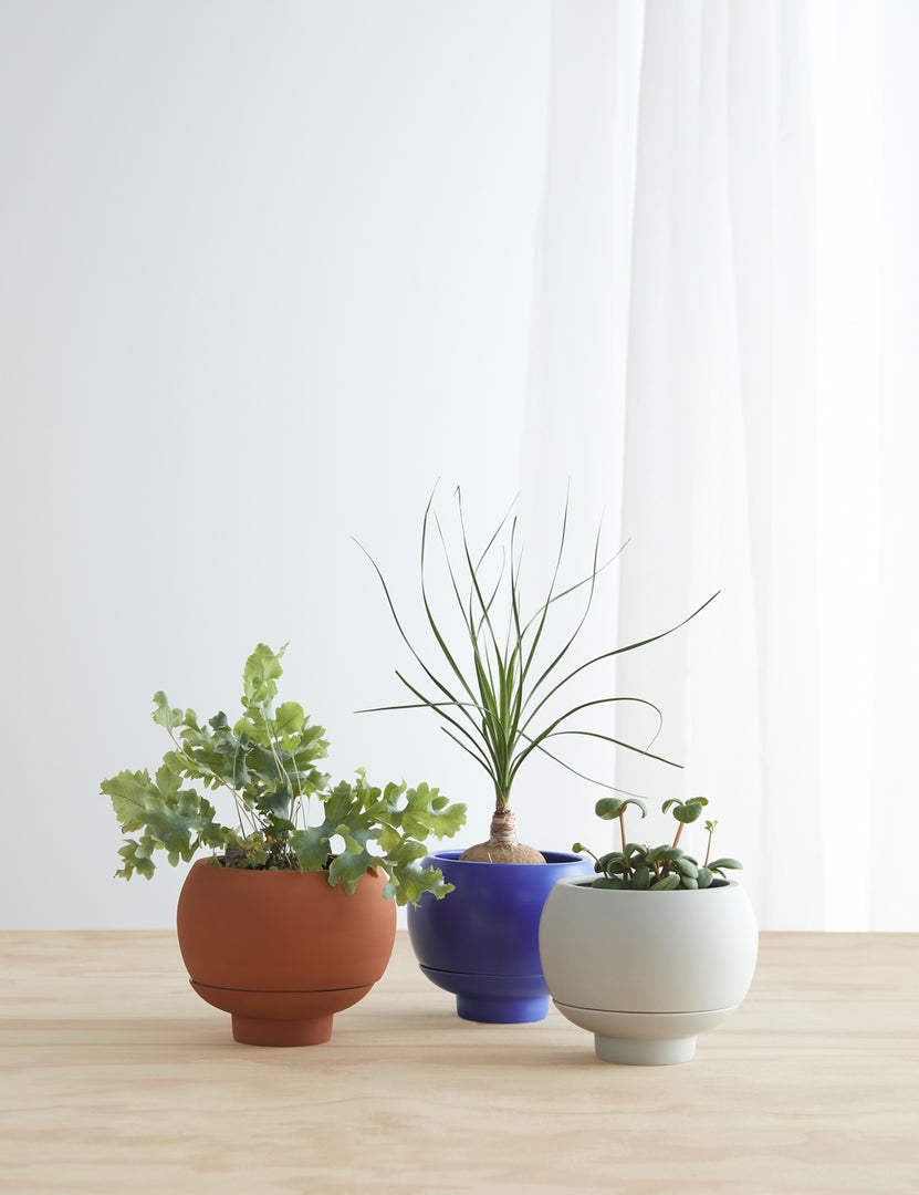 #color::cloud #color::cobalt #color::terracotta | Sutton Ceramic Self-Watering Planter in cobalt blue, terracotta, and cloud grey sit together on a wooden table with plants inside of them