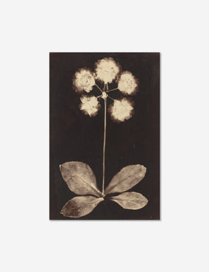 Unframed Botanical black and beige Photogram Print
