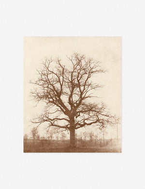 Oak Tree Print unframed